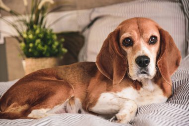 Köpek sahipleri yatakta veya kanepe. Tembel beagle köpek yorgun uyku veya uyanma. Köpek istirahati