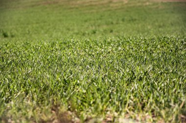 Tarım ve sanayi arka plan. Bitkileri, buğday filizi.