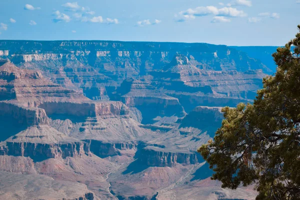 Grand Canyon Milli Parkı'nda gün doğumu sabah güzel manzara. Çam ağacı — Stok fotoğraf