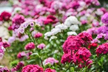 Yakın çekim çiçeklenme karanfil zafer pembe çiçek Dianthus barbatus. Pembe ve mor çiçekler.