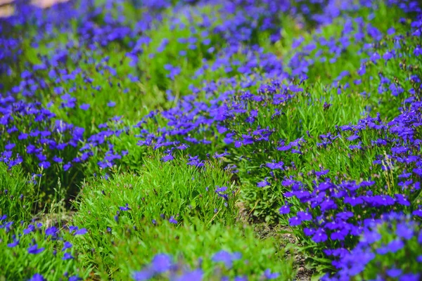 Campo di erba verde e piccoli fiori viola — Foto Stock