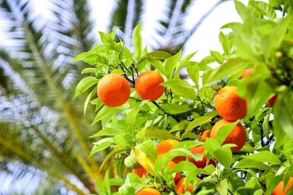Orange fruits tree against blue sky with green leaves on tree.