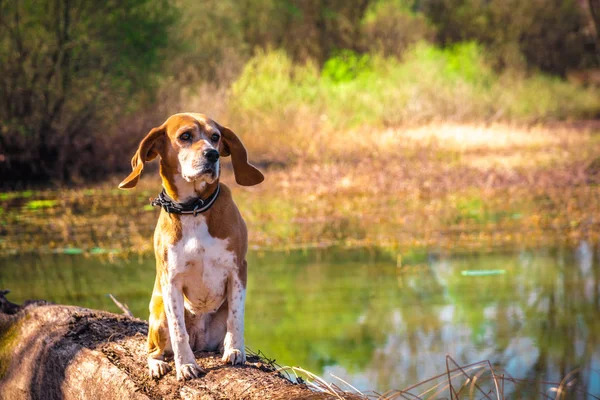 Retrato engraçado de raça pura cão beagle sentado à beira do lago tronco . — Fotografia de Stock