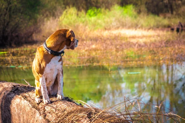 Olhando para trás retrato de raça pura cão beagle sentado à beira do lago tronco . — Fotografia de Stock