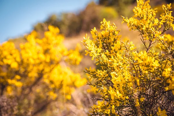 Genista Scorpius. Vilda gula blommor natur bakgrund. — Stockfoto