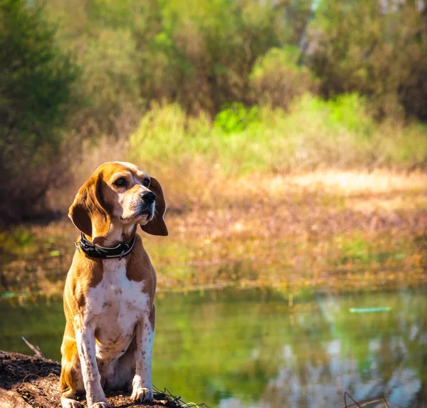 Retrato engraçado de raça pura cão beagle sentado à beira do lago tronco. Orelhas grandes ouvindo ou ouvindo conceito. Beagle fechar o rosto sorrindo . — Fotografia de Stock