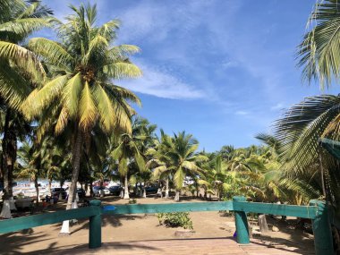 Büyük yeşil avuç içi ve mavi gökyüzü 