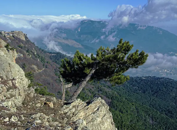 Dağ manzarası ile mavi gökyüzü karşı tek bir ağaç.
