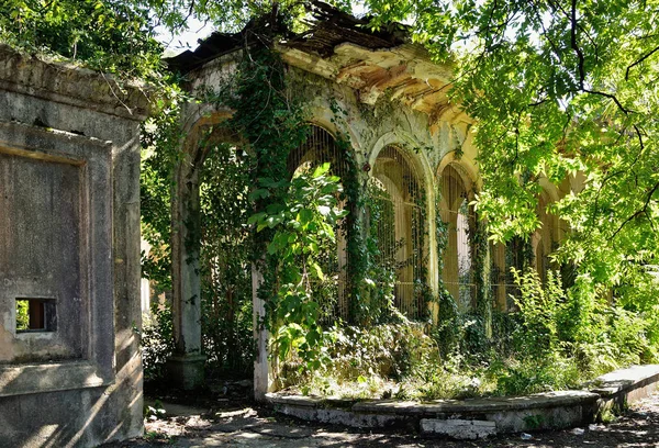 Eski büyümüş yeşillik sütunları olan bir yapının kalıntıları