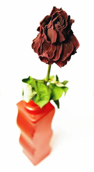 Beyaz zemin üzerine kırmızı vazo içinde yalnız solmuş gül