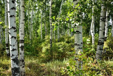 Rus huş korusunda ilk bahar yeşillikleri