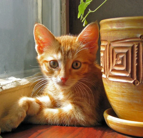 Χαριτωμένο Κόκκινο Γάτα Κάθεται Ένα Windowsill Μια Ηλιόλουστη Ημέρα Άνοιξη — Φωτογραφία Αρχείου