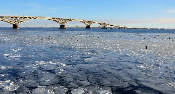 Volga Nehri Engels ve nehre uçan martıları Saratov dan buz kaplı köprü.