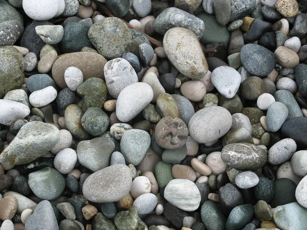 Gri deniz çakıl farklı şekil ve büyüklükte sahilde.
