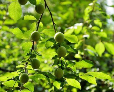Bir ağaç dalı üzerinde olgun büyük Karpuzu.