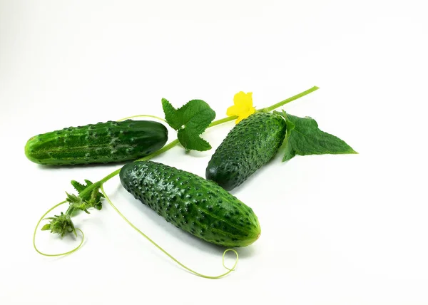 Üç Olgun Genç, yeşil salatalık ve beyaz zemin üzerine Çiçek sapı.