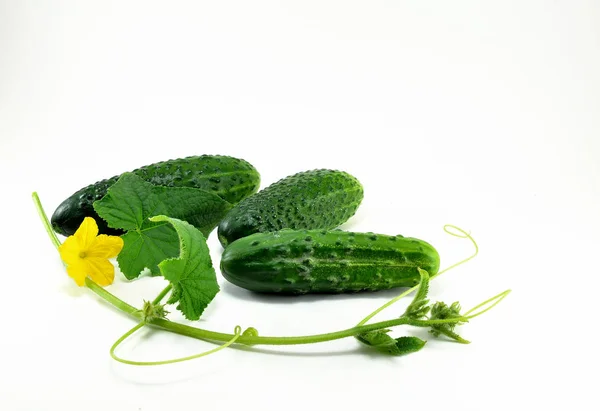 Drie Rijpe Jonge Groene Komkommers Een Takje Met Een Bloem — Stockfoto