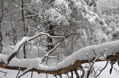 Karla kaplı ve düşmüş ağaçları ile kış manzarası.