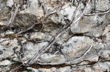 Filiz bitki kökleri ile doğal taş antik duvar