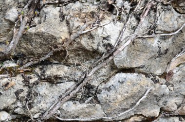 Filiz bitki kökleri ile doğal taş antik duvar