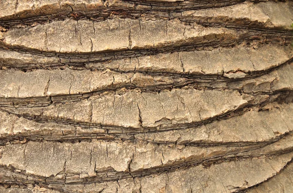 Bir palmiye ağacının gövde kabuğu dokusu