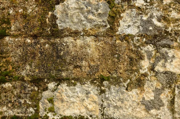 Eski tuğla duvarları ile yeşil yosun liken,