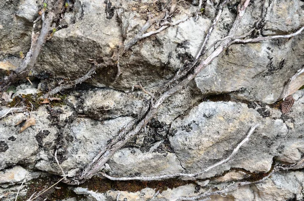 Filiz bitki kökleri ile doğal taş antik duvar