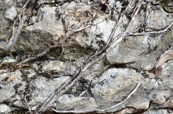 Filiz bitki kökleri ile doğal taş antik duvar