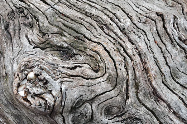 Texturen av stammen av ett gammalt torkade träd Stockbild