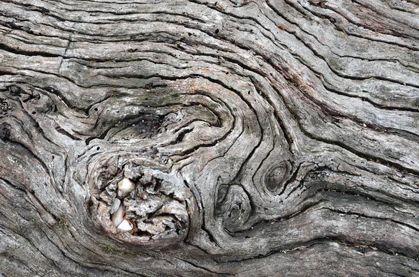 A textura do tronco de uma velha árvore seca Fotografia De Stock