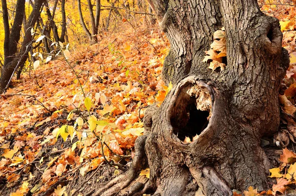 İçi boş bir sonbahar ormanın içinde gövde ile eski ağaç.