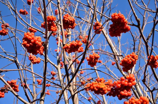 Bir Sunny sonbahar günü üzerinde ağaç dalları üzerinde Olgun, kırmızı kartopu demetleri.