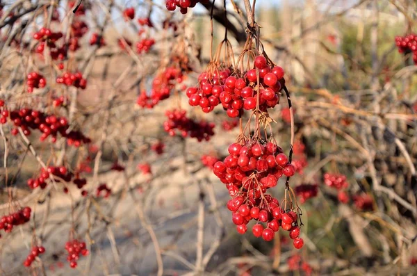 Bir Sunny sonbahar günü üzerinde ağaç dalları üzerinde Olgun, kırmızı kartopu demetleri.