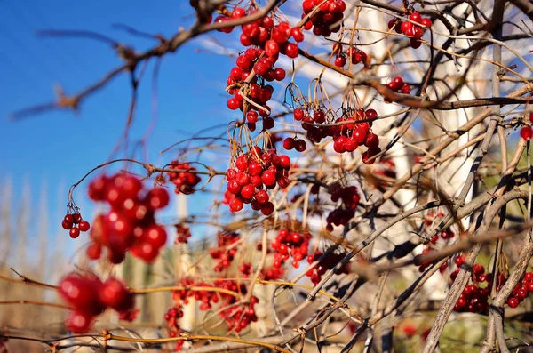 Bir Sunny sonbahar günü üzerinde ağaç dalları üzerinde Olgun, kırmızı kartopu demetleri.