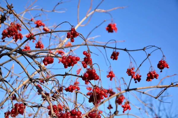 Bir Sunny sonbahar günü üzerinde ağaç dalları üzerinde Olgun, kırmızı kartopu demetleri.