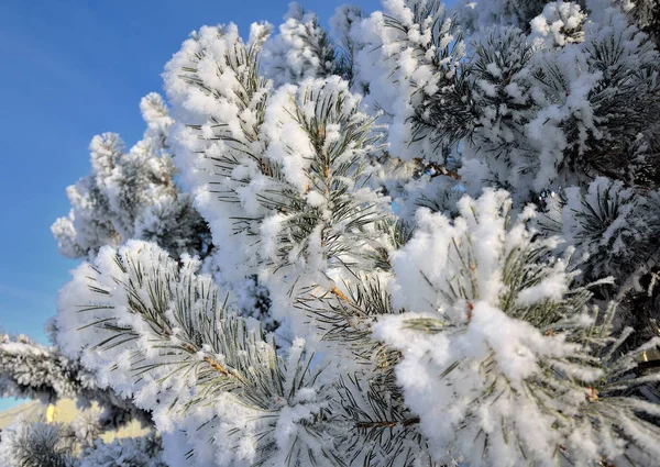 Pokryté Mrazem Borové Větve Mrazivý Slunečný Den Proti Modré Obloze — Stock fotografie