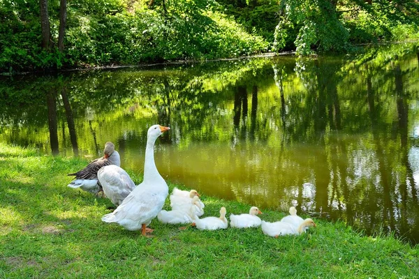 Ein Schwarm Gänse auf dem See. — Stockfoto