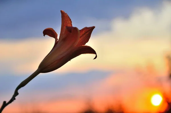Güzel bir gün batımının arka planında yalnız bir çiçek.
