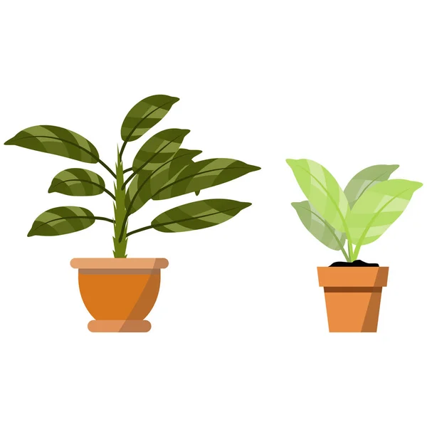 Plantas en maceta aisladas en blanco. Conjunto vectorial de dos plantas tropicales verdes en maceta ilustración — Archivo Imágenes Vectoriales