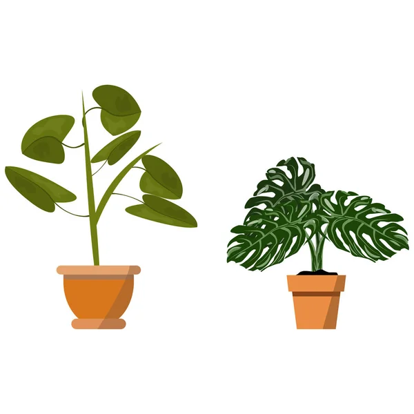 Plantas envasadas isoladas em branco. Conjunto vetorial de duas plantas tropicais verdes em pote ilustração — Vetor de Stock