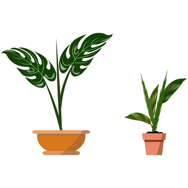 Plantas en maceta aisladas en blanco. Conjunto vectorial de dos plantas tropicales verdes en maceta ilustración — Archivo Imágenes Vectoriales