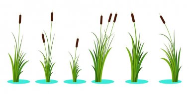 Set of variety reeds with leaves on stem. Reed plant. Flat vector illustration isolated on white background. Clip art for decorate cartoon clipart