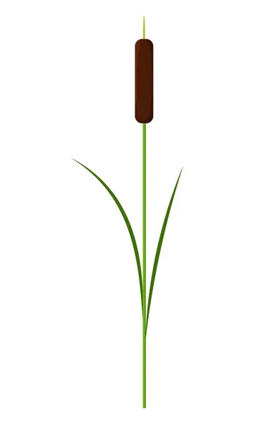 Single reed stem plant vector isolated on white background — Stock Vector