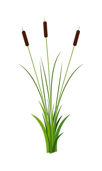 Beyaz arka planda izole çim vektör ile yaprakları bitki ile üç ince Reed sapları kümesi