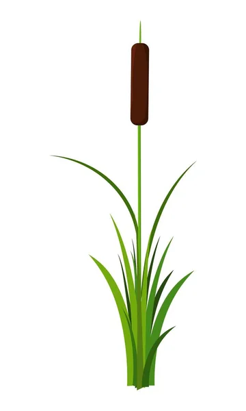 Beyaz arka planda izole yapraklar bitki vektör tek Reed kök