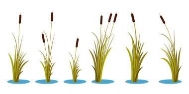 Set of variety autumn reeds with leaves on stem. Reed plant. Flat vector illustration isolated on white background. Clip art for decorate cartoon clipart