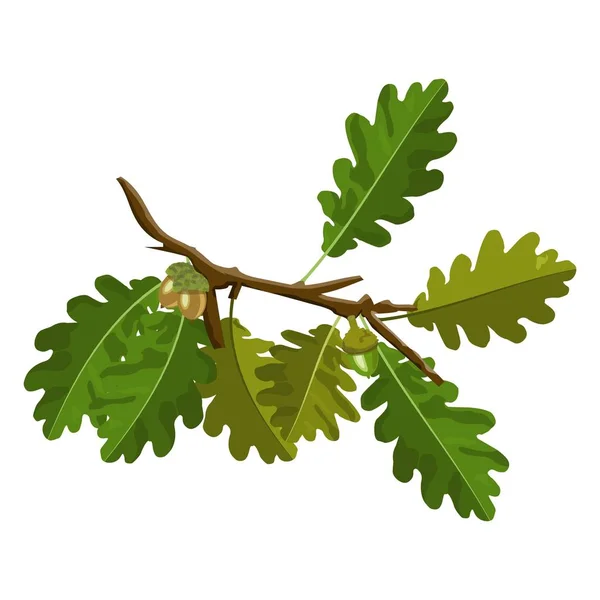 Oak Tree Branch med ekollon och grön ek lämnar vektorbilder isolerade på vitt — Stock vektor