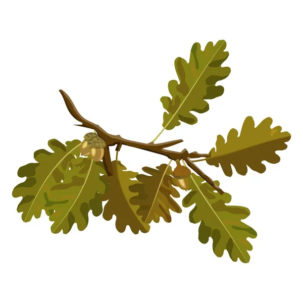 Oak Tree Branch med ekollon och höst Eklöv vektorbilder isolerade på vit bakgrund — Stock vektor