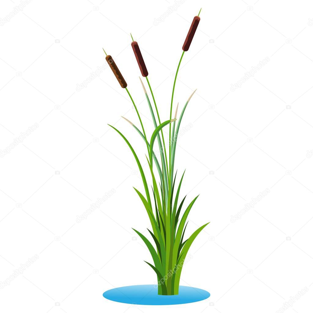 Cluster of three cattails reed stalks with leaves plant with grass in the water. Transparent vector isolated on white background