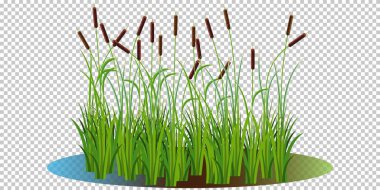 cattails free vector eps, cdr, ai, svg vector illustration graphic art